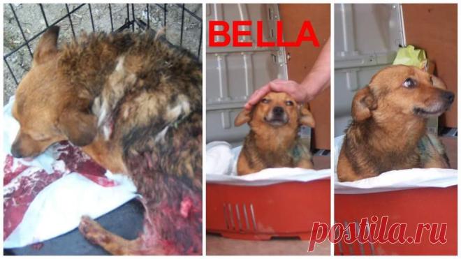 (202) Твиттер