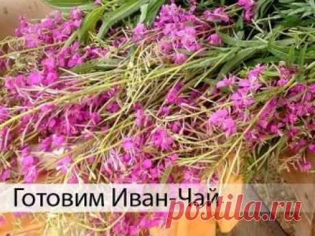 САМОЕ ВРЕМЯ ЗАГОТАВЛИВАТЬ ИВАН-ЧАЙ

Как приготовить Иван-чай? 

Хочу поделиться рецептом приготовления вкуснейшего и очень полезного чая из кипрея, или, как его называют, иван-чая. Это растение хорошо вам знакомо, так как растет везде, даже рядом с моим домом в Москве. Ивай-чай является единственным во всех смыслах естественным чаем! 

Но сначала немного истории. 

Иван-чай — известен на Руси более десяти веков. Этот напиток упоминается в древних русских рукописях, его пил...