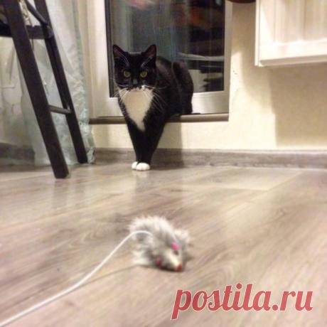 Охота:)