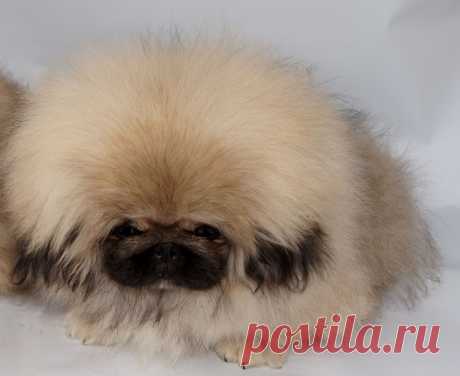 питомник WILFREDO мои щенки на продажу.