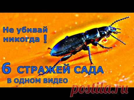 ПОЛЕЗНЫЕ насекомые. 6 яростных ЗАЩИТНИКОВ сада и огорода