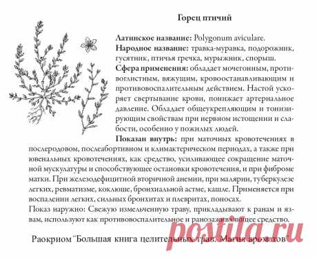 Горец птичий
