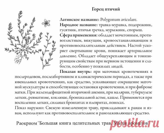 Горец птичий