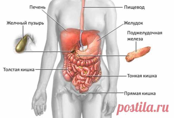 «Пиковый пост» для продления жизни. Голодание / Будьте здоровы