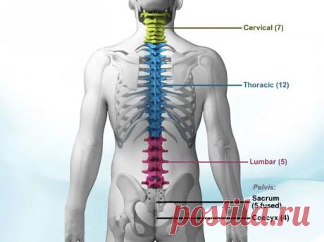 (99+) Осевший позвоночник: причина болезней и старения организма - ПолонСил.ру - социальная сеть здоровья - 15 мая - 43631468148 - Медиаплатформа МирТесен