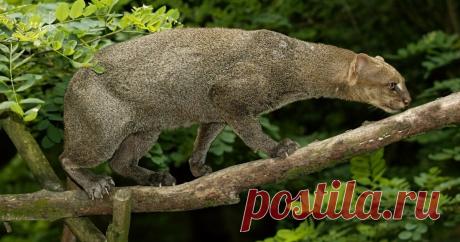 Каракал, оцелот, ягуарунди - дикие кошки: Их особенности, привычки, поведение