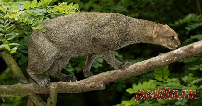 Каракал, оцелот, ягуарунди - дикие кошки: Их особенности, привычки, поведение