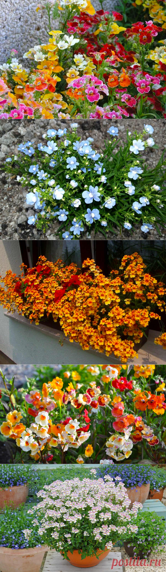 Немезия: посадка и уход в открытом грунте, выращивание из семян, использование в ландшафтном дизайне