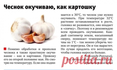 Чеснок окучиваю, как картошку