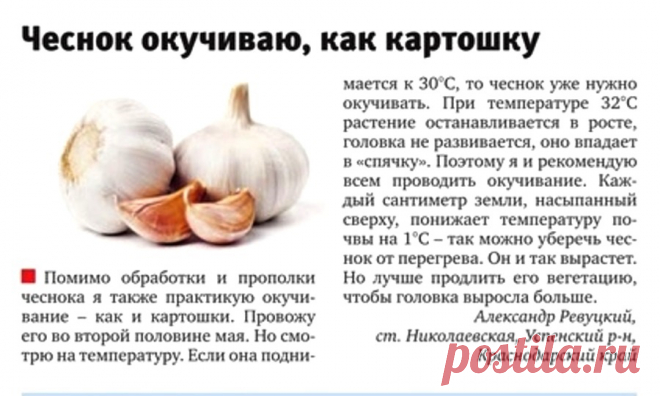 Чеснок окучиваю, как картошку