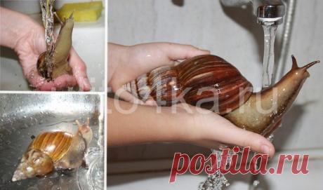 Как купать улиток в домашних условиях, и можно ли это делать
