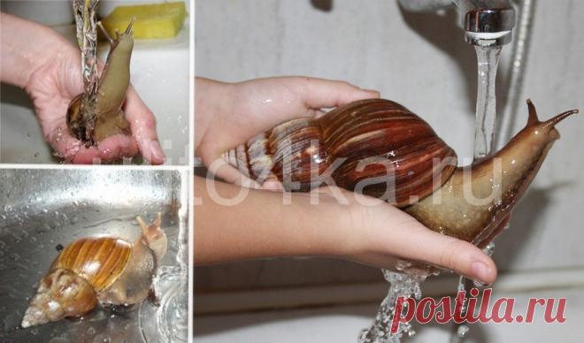 Как купать улиток в домашних условиях, и можно ли это делать