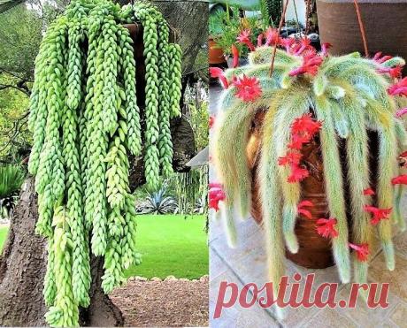 Kit 2 Rabos - 1 Muda de Rabo de Macaco + 1 Muda de Rabo de Burro  Este Kit é composto por 2 mudas para cultivo em Vasos e Pequenos Espaços: 1 muda do Cacto Rabo de Macaco + 1 muda da Suculenta Rabo de Burro Ambas adaptáveis a vários tipos de climas A descrição mais detalhada e as especificações das 2 mudas, estão nos links abaixo: -https://www.jardimexotico.com.br/cacto-rabo-de-macaco -https://www.jardimexotico.com.br/rabo-de-burro-suculenta O CACTO RABO DE MACACO , é nati...