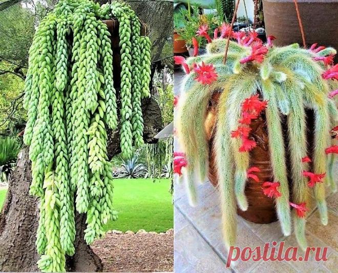 Kit 2 Rabos - 1 Muda de Rabo de Macaco + 1 Muda de Rabo de Burro  Este Kit é composto por 2 mudas para cultivo em Vasos e Pequenos Espaços: 1 muda do Cacto Rabo de Macaco + 1 muda da Suculenta Rabo de Burro Ambas adaptáveis a vários tipos de climas A descrição mais detalhada e as especificações das 2 mudas, estão nos links abaixo: -https://www.jardimexotico.com.br/cacto-rabo-de-macaco -https://www.jardimexotico.com.br/rabo-de-burro-suculenta O CACTO RABO DE MACACO , é nati...