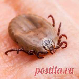 Используйте этот простой трюк чтобы уберечь себя от клещей на все лето - МирТесен