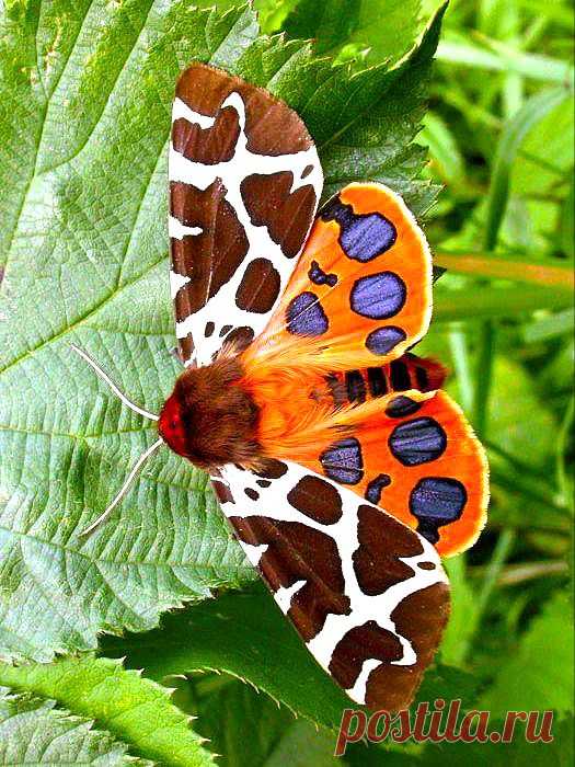 бабочка