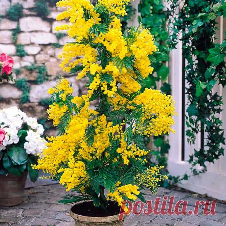 Комнатное растение Акация (Acacia). Описано несколько сотен видов акаций, однако лишь несколько пригодны для комнатной горшечной культуры. Среди них Acacia armata из Австралии - неприхотливый, обильно ветвящийся кустарник с тонкими ребристыми опушенными веточками. Быстро разрастается в светлом, хорошо проветриваемом помещении. Цветет в апреле-мае. Нуждается в прохладной зимовке. В комнатах выращивают также A.longiflora, A.drummondii, A.verticillata.