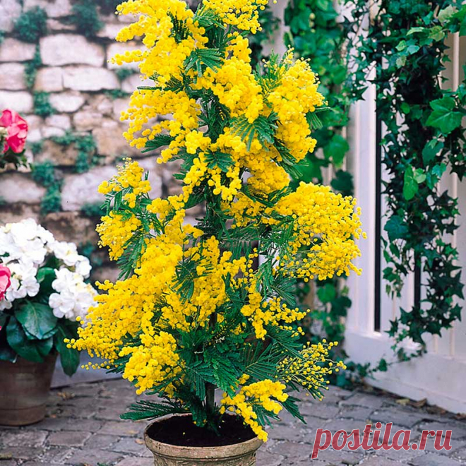 Комнатное растение Акация (Acacia). Описано несколько сотен видов акаций, однако лишь несколько пригодны для комнатной горшечной культуры. Среди них Acacia armata из Австралии - неприхотливый, обильно ветвящийся кустарник с тонкими ребристыми опушенными веточками. Быстро разрастается в светлом, хорошо проветриваемом помещении.