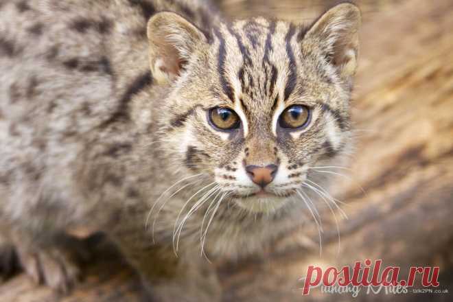 Прощай Рыбалка Кошка Котята | Разговор 2 ПН
