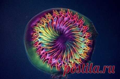 Сколекс ленточного червя / Физика невозможного!