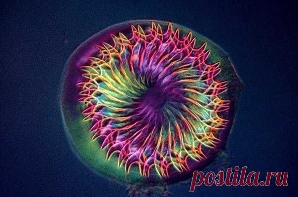 Сколекс ленточного червя / Физика невозможного!