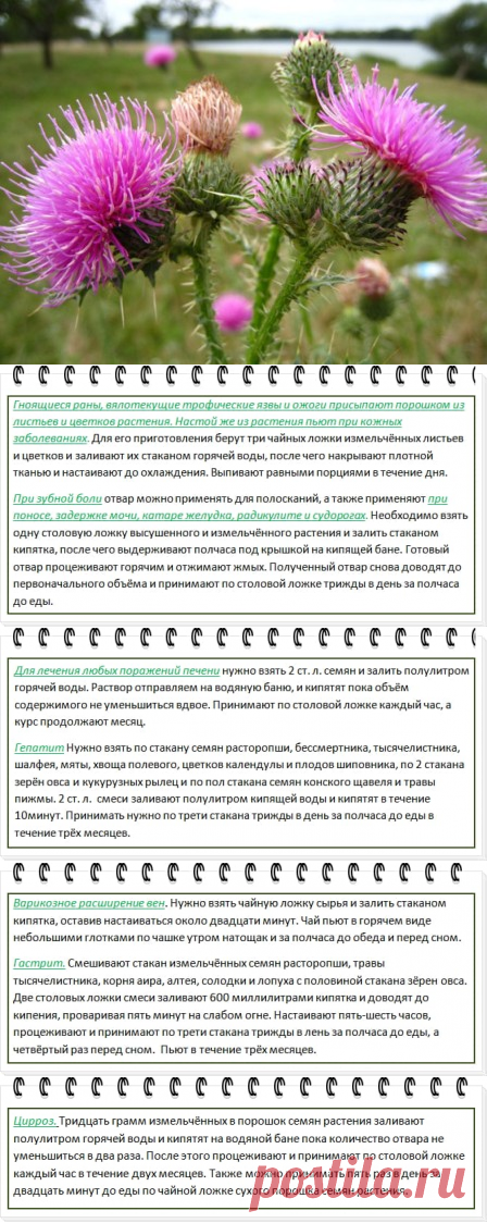 Полезные свойства расторопши и противопоказания: как принимать