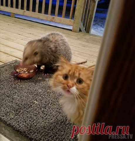 Реакция кота на опоссума, уплетающего его еду . Чёрт побери