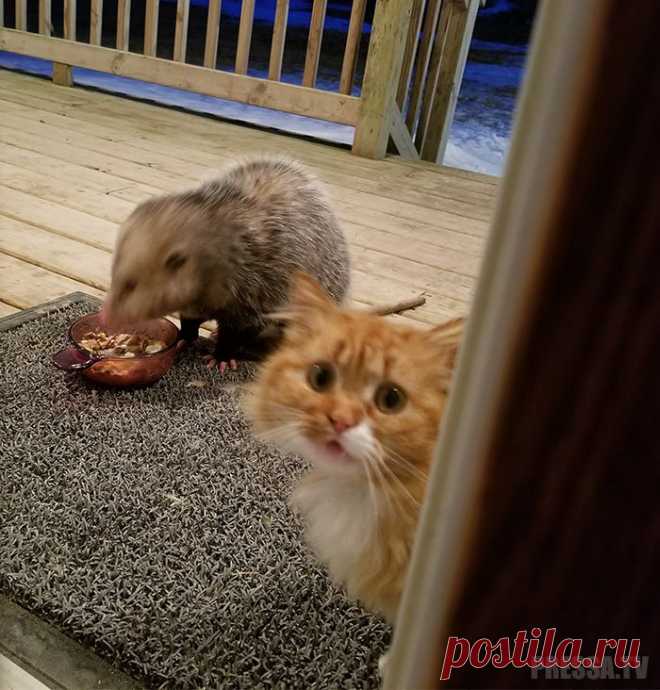 Реакция кота на опоссума, уплетающего его еду . Чёрт побери