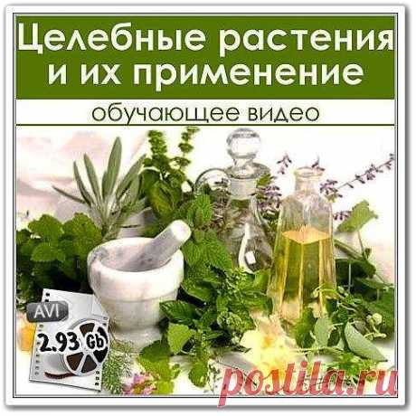 Целебные растения и их применение
