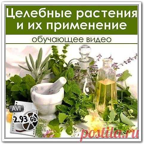 Целебные растения и их применение