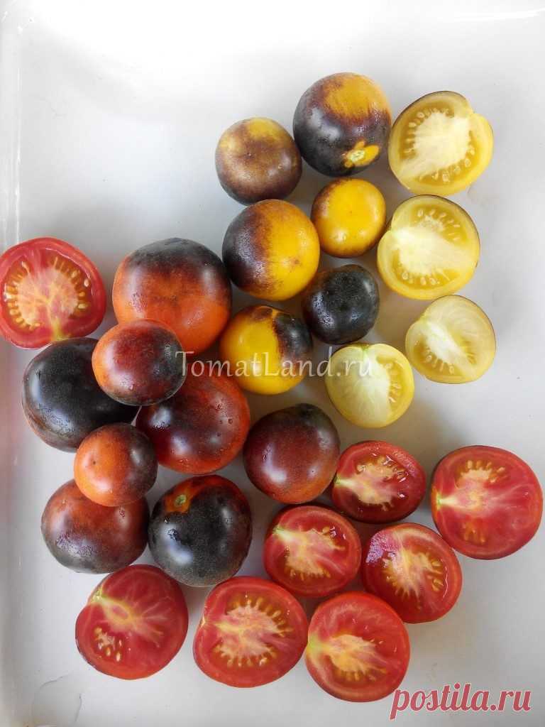 Томат Мохнатый Кейт: описание сорта, отзывы, фото, характеристика | tomatland.ru