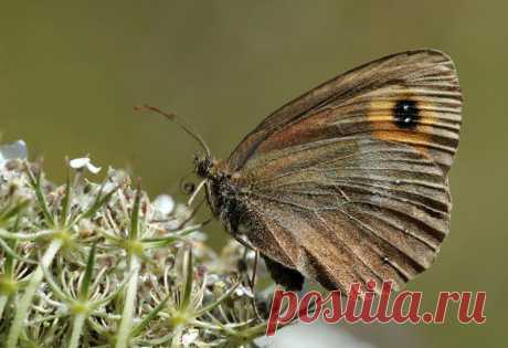 Чернушка-эфиопка (Erebia aethiops) - бабочка из семейства бархатниц.