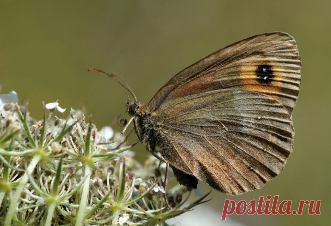 Чернушка-эфиопка (Erebia aethiops) - бабочка из семейства бархатниц.