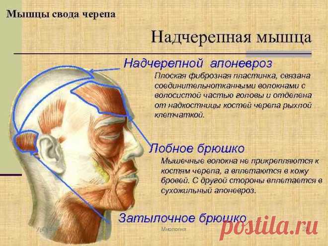 Массаж апоневроза: 5 минут для стимуляции роста волос, от отеков и опущения тканей лица | Деловая косметичка | Яндекс Дзен
