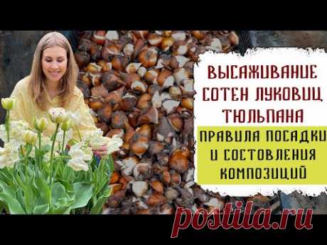 Высаживание сотен луковиц тюльпана | Правила посадки и составления композиций
