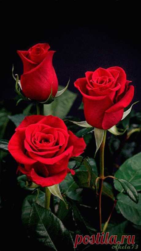 – Google+