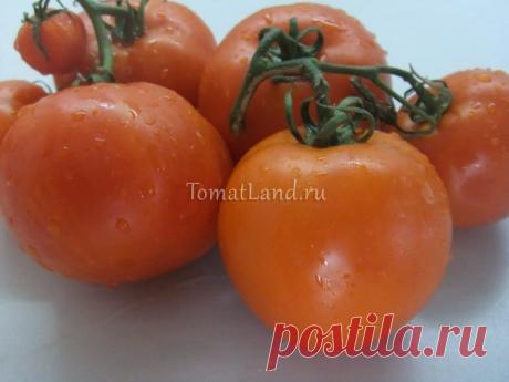 Томат Айсан: отзывы, фото, урожайность, характеристика и описание | tomatland.ru