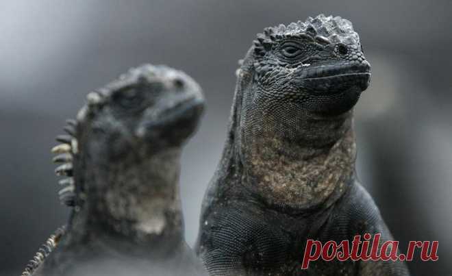 Путешествие на Галапагосские острова