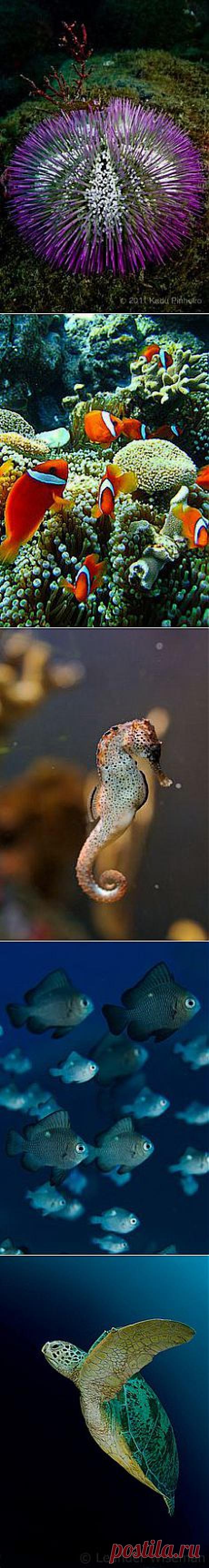 Coral reef ~ Aquarium в Pinterest