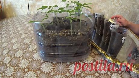 КИТАЙСКИЙ СПОСОБ ВЫРАЩИВАНИЯ РАССАДЫ ТОМАТОВ!ЭТО НАДО ВИДЕТЬ!