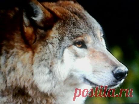 Подарок от волка – Сказки рассказы , пользователь Добрый Волк Волкович | Группы Мой Мир