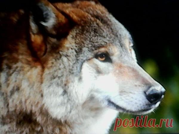 Подарок от волка – Сказки рассказы , пользователь Добрый Волк Волкович | Группы Мой Мир