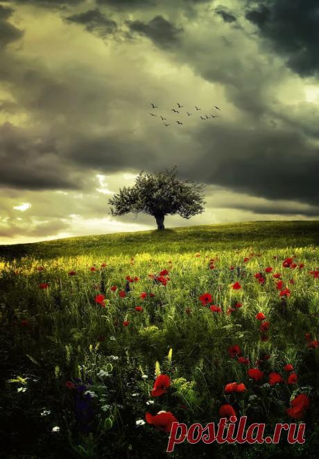 Pillanatok — janetmillslove: Poppies by Bess™ moment love