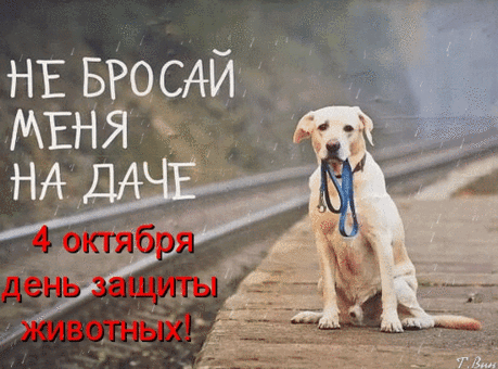 Прошу вас, люди, будьте
К животным вы добрей,
Чтобы живой планету
Оставить для детей. Открытки на День защиты животных.