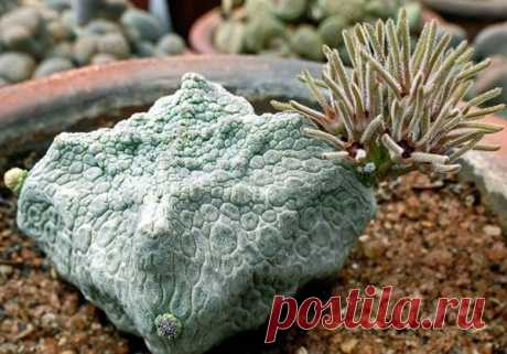 Подборка фото самых красивых и необычных комнатных растений