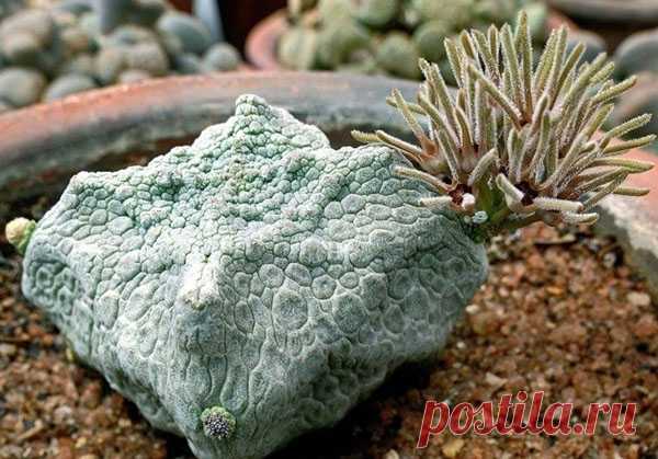 Подборка фото самых красивых и необычных комнатных растений