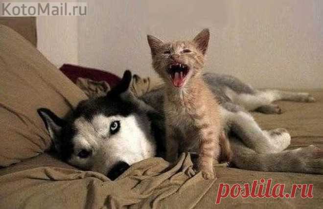 А Шарик со мной играть не хочет!