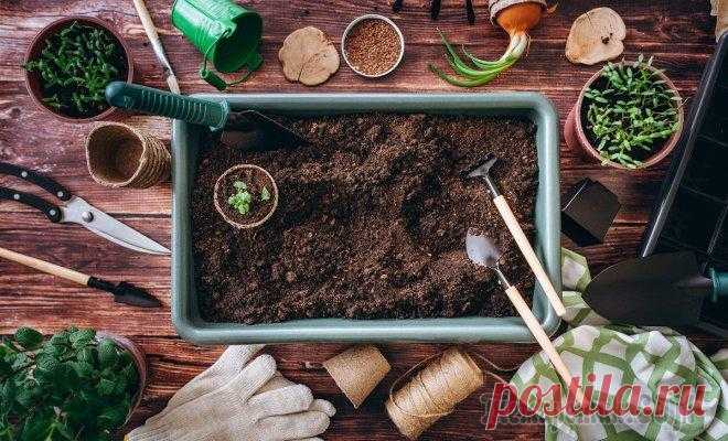 9 вещей для выращивания рассады, которые нужно заготовить уже с осени