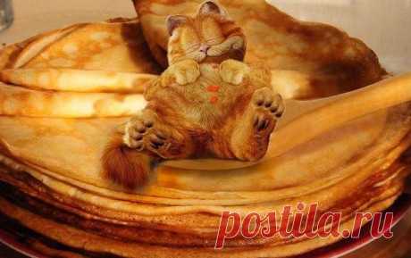 Всё! Коту масленица!.