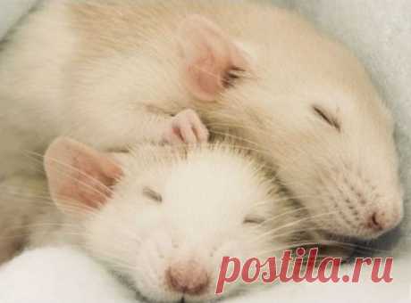 Даже крысы мечтают во сне о будущем | Все умницы